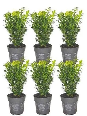 Produktbild von Buxus sempervirens, Formschnitt, 20 cm hoch, 6 Pflanzen