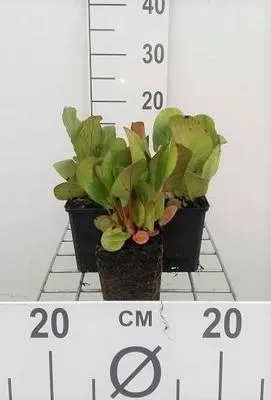 Produktbild von 6 x  Bergenia cord. 'Purpurea' - pseudodictamnus - Topf 9 x 9 cm