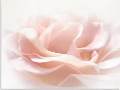 Produktbild von ARTland Wandbild Alu für Innen & Outdoor Rose I Größe: 60x45 cm