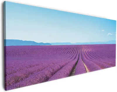Produktbild von Wallario Premium Leinwandbild Lavendelfeld unter blauem Himmel in Größe 50 x 125 cm
