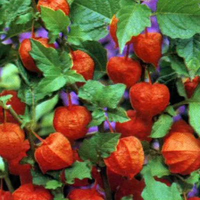 Immagine prodotto di 6 x Lanternafiore - Physalis alkekengi franchetii | vaso 9cm x 9cm