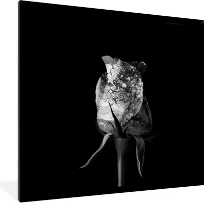Produktbild von MuchoWow® Gerahmtes Poster Rosen - Blumen - Farbe - Schwarz - Weiß 40x40 cm - Poster mit Schwarzem Bilderrahmen Wandposter Rahmen Foto Bilder - Mit Rahmen - Wanddekoration Schlafzimmer