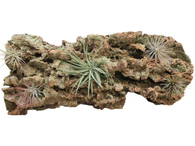 Produktbild von Tischdeko 30cm mit fünf echten Tillandsien / Luftpflanzen