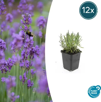 Produktbild von Lavandula angustifolia 'Munstead' | 12 Stücke - 10-25cm - Ø9cm - Gartenpflanze