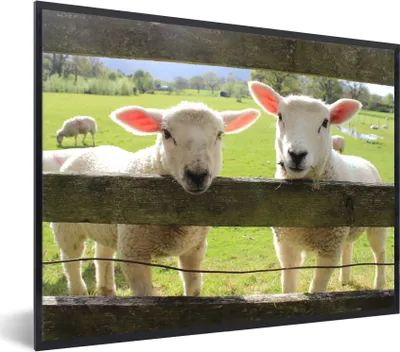 Produktbild von MuchoWow® Gerahmtes Poster Schafe - Tiere - Bauernhof 80x60 cm - Poster mit Schwarzem Bilderrahmen Wandposter Rahmen Foto Bilder - Schwarzem - Mit Gestell