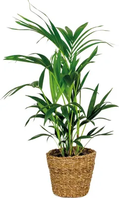Produktbild von Bloomique - Howea Forsteriana - Kentia Palme - Zimmerpflanzen - Pflegeleicht - Haustierfreundlich - Höhe 90-100 cm - Mit Rotan Korb 19 cm