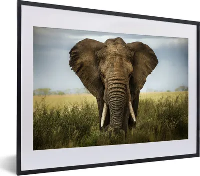Produktbild von MuchoWow® MuchoWow® Gerahmtes Poster Elefant - Tiere - Gras 40x30 cm - Poster mit zchwarzem Bilderrahmen - Bilderrahmen - Poster im Rahmen