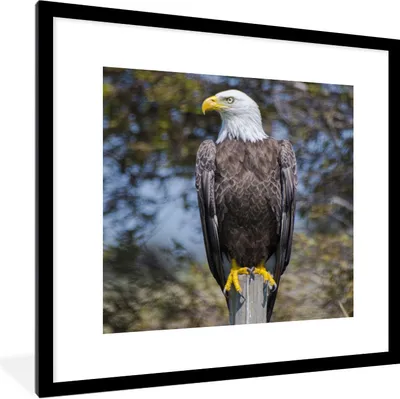 Produktbild von MuchoWow® Gerahmtes Poster Ein Weißkopfseeadler auf einer Stange schaut zur Seite 40x40 cm - Poster mit Schwarzem Bilderrahmen Wandposter Rahmen Foto Bilder - Poster - Plakat im Rahmen