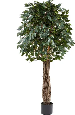 Produktbild von aplanta Künstlicher Ficus – Amadior | 210 cm, Echtholzstamm, UV-beständig, für drinnen, Kunstbaum, wie echt, Allergiker geeignet, pflanzliche Dekoration Praxis, Office & Wohnzimmer