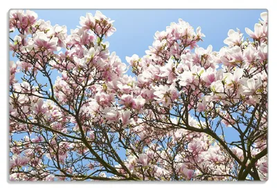 Produktbild von Wallario Frühstücksbrettchen aus Glas 20 x 30 cm mit rutschfesten Füßen, Motiv Schöne rosa Magnolien-Blüten vor blauem Himmel