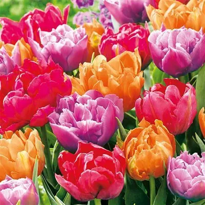 Produktbild von 20 Servietten Tulip Blossoms - Farbenprächtige Tulpen 33x33cm