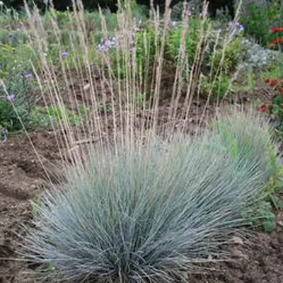 Produktbild von 6 x Blauschwingel - Festuca glauca  | Topf 9cm x 9cm