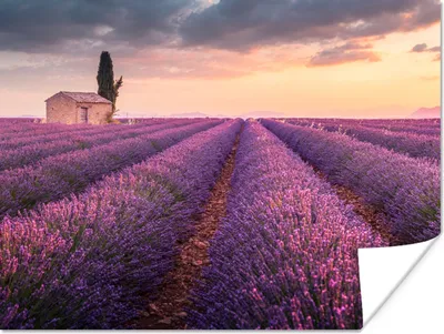 Produktbild von MuchoWow® Poster Lavendel - Blumen - Lila - Feld 120x90 cm - Wandbild