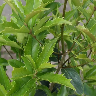 Produktbild von Osmanthus armatus - Chinesische Duftblüte 40-60