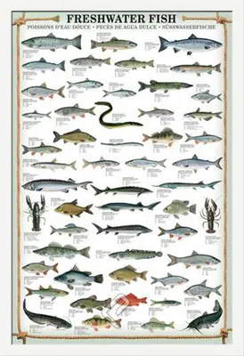 Produktbild von Educational - Bildung - Poster - Freshwater Fish + Wechselrahmen, Shinsuke® Maxi MDF weiss, Acryl-Scheibe