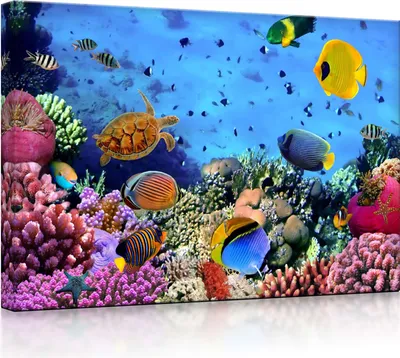Produktbild von lightbox multicolor | Bilder mit LED Beleuchtung | Bunte Fische über Korallenriff | 60x40 cm | fully lighted