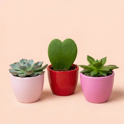 Zdjęcie produktu dla Zestaw 3 mini roslin w ozdobnych doniczkach „Love” o srednicy 6cm - sukulenty i
