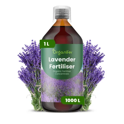 Obrázek produktu pro Levandula Tekuté Hnojivo 1 L – 2-1-8 NPK – Pro Levandulu – Podporuje Intenzívne Květy, Silnú Vůňu & Zdravý Růst – Organifer