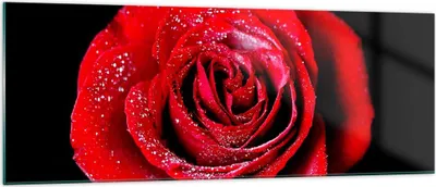 Produktbild von Bilder auf glas - Rose Blume Blütenblätter Wasser - 140x50cm - Glasbilder - Wandbilder - Kunstdruck - zum Aufhängen bereit - Wanddekoration aus Glas - Glas Bilder - Wandbild auf Glas - GAB140x50-0370