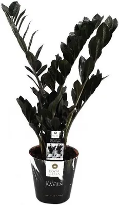 Immagine prodotto di Zamioculcas Raven ca. 60 cm - Zamioculcas nera - Pianta da appartamento