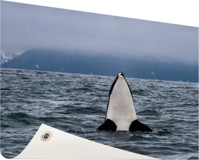 Produktbild von Gartenposter - 120x80 cm - Orca über Wasser  - Modernes Wandbilder - Wilde Tierposter