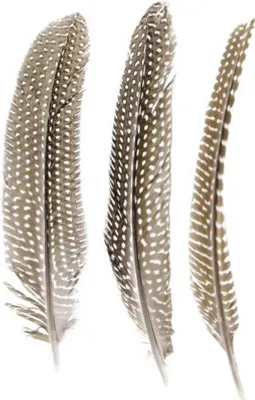 Produktbild von Perlhuhnfedern 16-19 cm 2 g ca. 5 Stück