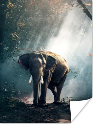 Produktbild von MuchoWow® Poster Elefant - Tiere - Licht - Wald - Natur - Wildtiere 60x80 cm - Schlafzimmer Dekoration