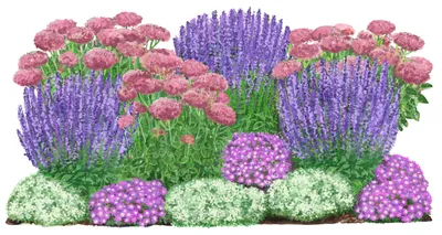 Produktbild von Dehner Bio Stauden-Set Terrassenglück, Landlust Kollektion, 12 Pflanzen für sonnige Standorte, je 5-20 cm exkl. Pflanztopf, Ø Topf je 9 cm, rosa / lila / weiß