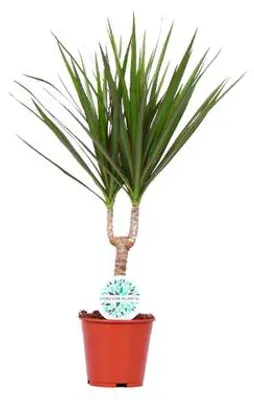 Productafbeelding van JUNAVERA Dracaena marginata - Terrariumplant 12 cm pot, circa 50 cm hoog