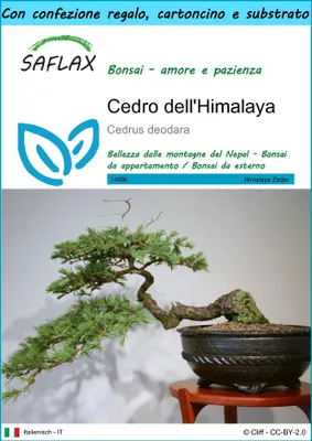 Immagine prodotto di SAFLAX Set regalo - Cedro dell'Himalaya  - 35 semi - Cedrus