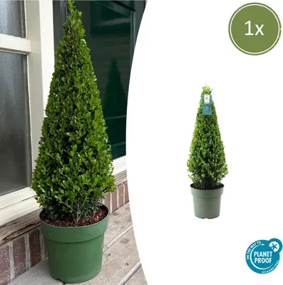 Produktbild von Ilex pyramide - 45-55cm - Ø22cm - Gartenpflanze