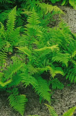 Produktbild von Athyrium filix-femina 'Rotstiel', Frauenfarn, ca. 9x9 cm Topf