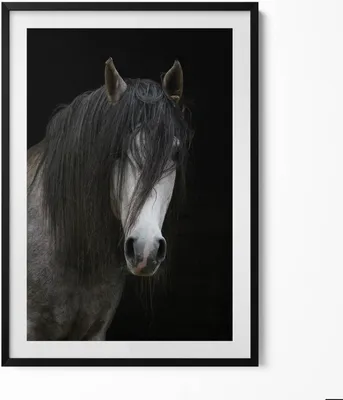 Produktbild von Kopf eines Schimmelpferdes– Wandbild mit Rahmen – Gerahmtes Bild  – Wanddekoration – 70x100 cm –  Schwarz Rahmen
