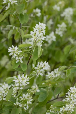 Produktbild von Amelanchier alnifolia 'Honeywood', Felsenbirne, essbare Früchte, 20–30 cm