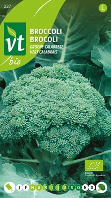 Immagine prodotto di Semi di Broccolo Verde Calabrese Biologico - Circa 0,3 gr | VT_227