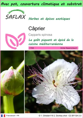 Image de SAFLAX Garden to go - Câprier - 25 graines - Capparis