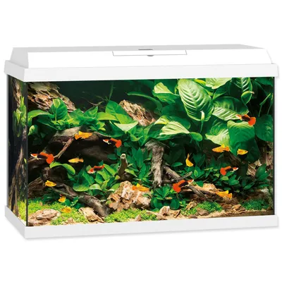 Immagine prodotto di Set acquario JUWEL Primo 70 LED bianco, 70 l