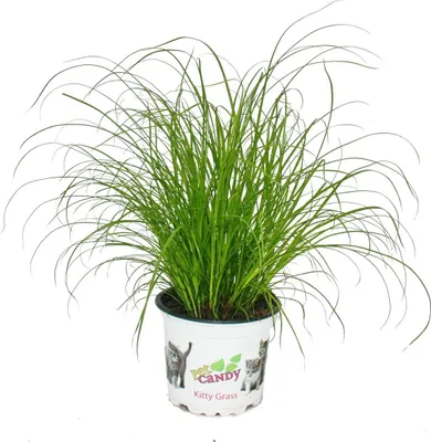 Produktbild von Macacia tráva - Cyperus alternifolius - na podporu trávenia maciek