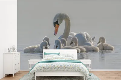 Produktbild von MuchoWow® Fototapete für Wohnzimmer oder Schlafzimmer Wandtapete Vinyl Motivtapete Schwan - Wasser - Küken - 600x400 cm - Vinyltapeten