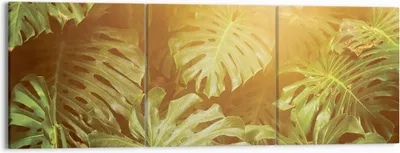 Produktbild von Bild auf Leinwand - Leinwandbild - 3 Teile - Blätter Monstera Licht - 150x50cm - Wand Bild - Wanddeko - Wandbilder - Leinwanddruck - Bilder - Wanddekoration - Leinwand bilder - CA150x50-4540