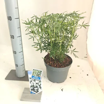 Produktbild von Choisya White Dazzler ('Londaz'PBR) - Orangenblume | 30-40 cm im Topf