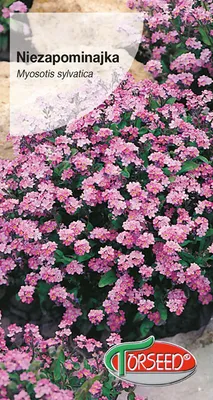 Produktbild von Samen von Rosa Vergissmeinnicht 0.3g - Torseed