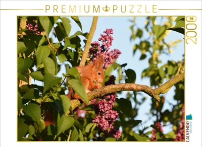 Produktbild von CALVENDO Puzzle Fliederhörnchen 2000 Teile Puzzle quer | 2000 Teile Lege-Größe 90x67cm Foto-Puzzle für glückliche Stunden