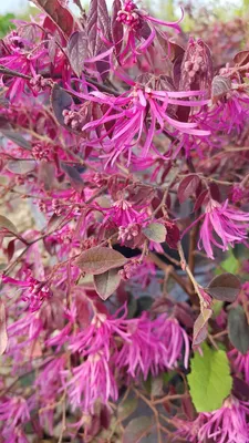 Image de Loropetalum chinensis 'Pipa's Red'