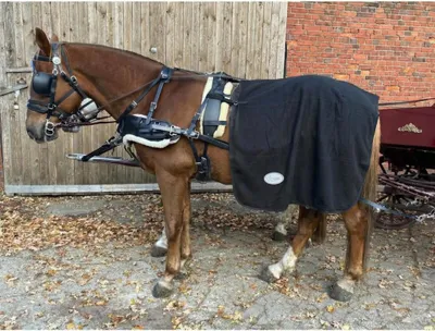 Produktbild von Esposita Fahrdecke Nierendecke - Fahrnierendecke aus Fleece - Schwarz Full