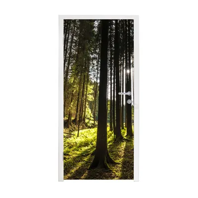Obrázek produktu pro MuchoWow® Plakát na dveře - Strom - příroda - slunce - les - 215x90 cm - Samolepicí fólie na dveře