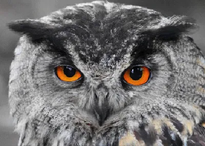 Produktbild von 3 D Ansichtskarte Uhu bei Tag + Nacht, Postkarte Wackelkarte Hologrammkarte, Tier Vogel Eulen