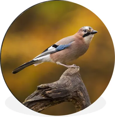 Produktbild von MuchoWow® Aluminium Wandkreis Vogel - Zweig - Eichelhäher Ø 60 cm Wanddeko Modern Wohnzimmer - Wand Kreis - Wandbild - Schlafzimmer - Aluminium Bild - Kinderzimmer - Wohnzimmer Dekoration - Wandschmuck