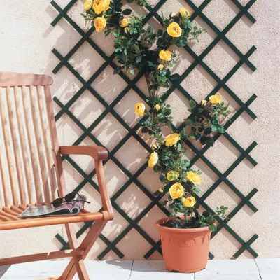 Produktbild von Celosia Nortene Trelliflex 1 x 2 m Grün PVC