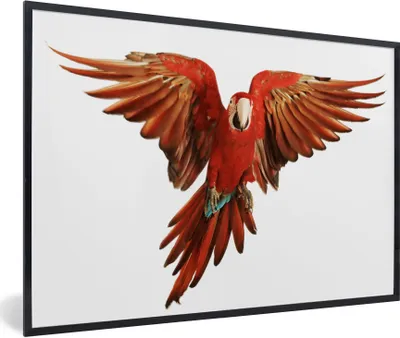 Produktbild von MuchoWow® Gerahmtes Poster Ara - Vogel - Federn - Weiß 90x60 cm - Poster mit Schwarzem Bilderrahmen Wandposter Rahmen Foto Bilder - Fotorahmen - Foto-Plakat
